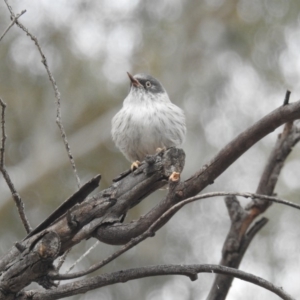 Daphoenositta chrysoptera at Kambah, ACT - 22 Apr 2018