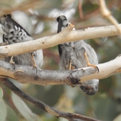 Daphoenositta chrysoptera at Kambah, ACT - 22 Apr 2018 09:38 AM