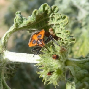 Agonoscelis rutila at Belconnen, ACT - 19 Apr 2018