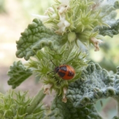 Agonoscelis rutila at Belconnen, ACT - 19 Apr 2018