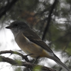 Pachycephala pectoralis (Golden Whistler) at Kambah, ACT - 21 Apr 2018 by HelenCross