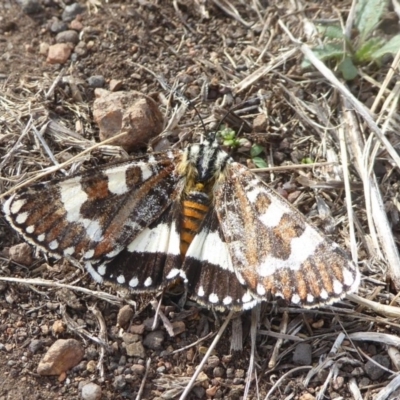 Apina callisto (Pasture Day Moth) at Woodstock Nature Reserve - 19 Apr 2018 by Christine