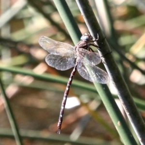 Austroaeschna unicornis at Molonglo River Reserve - 21 Apr 2018