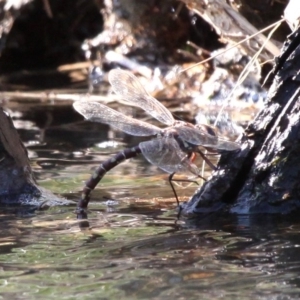 Austroaeschna unicornis at Molonglo River Reserve - 21 Apr 2018