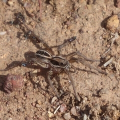 Lycosidae (family) (Unidentified wolf spider) at Belconnen, ACT - 19 Apr 2018 by Christine