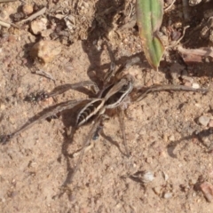 Lycosidae (family) at Belconnen, ACT - 19 Apr 2018 01:17 PM