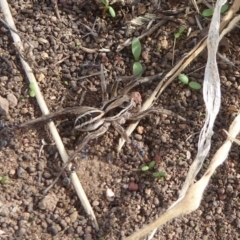 Lycosidae (family) at Belconnen, ACT - 19 Apr 2018