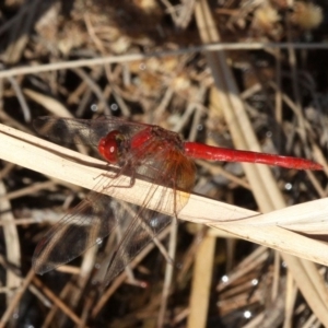 Diplacodes haematodes at Molonglo River Reserve - 21 Apr 2018