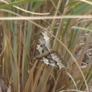 Chrysolarentia gypsomela at Belconnen, ACT - 19 Apr 2018