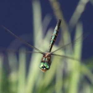 Hemicordulia australiae at Coombs, ACT - 21 Apr 2018