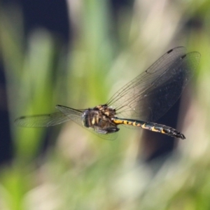 Hemicordulia australiae at Coombs, ACT - 21 Apr 2018