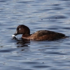 Aythya australis (Hardhead) at Coombs, ACT - 21 Apr 2018 by HarveyPerkins