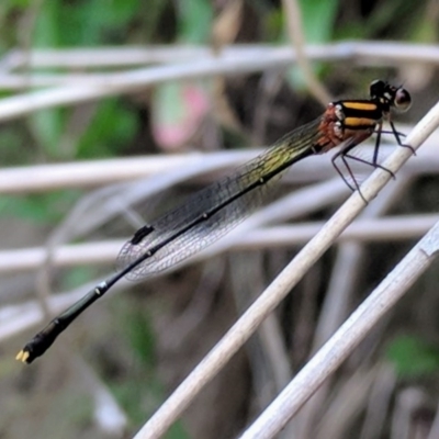 Nososticta solida (Orange Threadtail) at Greenway, ACT - 31 Dec 2017 by HelenCross