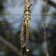 Hemicordulia tau (Tau Emerald) at Woodstock Nature Reserve - 21 Apr 2018 by Harrisi