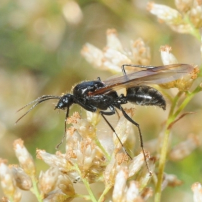 Formicidae (family) (Unidentified ant) at Majura, ACT - 21 Apr 2018 by Harrisi