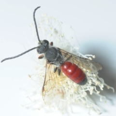 Lasioglossum (Parasphecodes) sp. (genus & subgenus) (Halictid bee) at Melba, ACT - 13 Apr 2018 by Harrisi