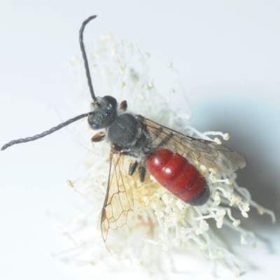 Lasioglossum (Parasphecodes) sp. (genus & subgenus) (Halictid bee) at Melba, ACT - 13 Apr 2018 by Harrisi
