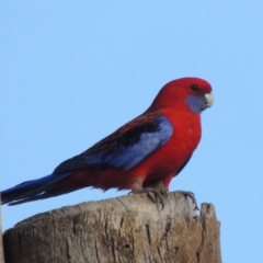 Platycercus elegans (Crimson Rosella) at Molonglo Valley, ACT - 28 Mar 2018 by michaelb