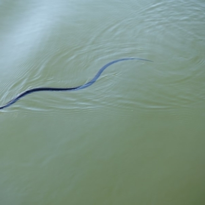 Pseudechis porphyriacus (Red-bellied Black Snake) at Paddys River, ACT - 23 Apr 2018 by Jek