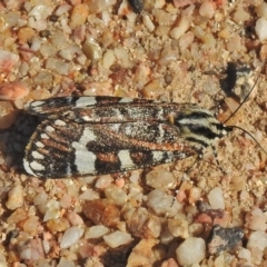 Apina callisto (Pasture Day Moth) at Paddys River, ACT - 24 Apr 2018 by JohnBundock