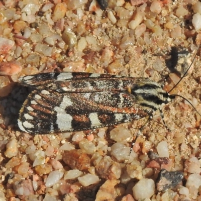 Apina callisto (Pasture Day Moth) at Paddys River, ACT - 24 Apr 2018 by JohnBundock