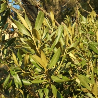 Olea europaea subsp. cuspidata (African Olive) at Isaacs Ridge - 24 Apr 2018 by Mike