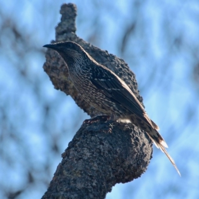 Anthochaera chrysoptera (Little Wattlebird) at Pambula, NSW - 24 Apr 2018 by RossMannell