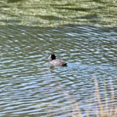 Fulica atra (Eurasian Coot) at Merimbula, NSW - 24 Apr 2018 by RossMannell