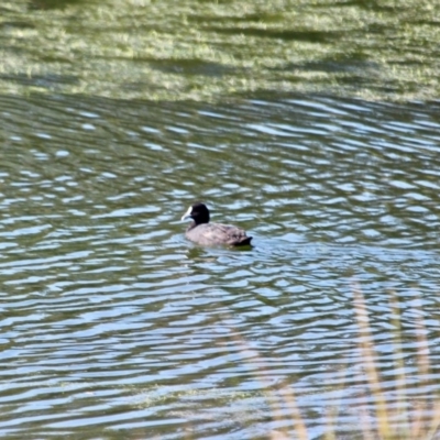 Fulica atra (Eurasian Coot) at Merimbula, NSW - 24 Apr 2018 by RossMannell