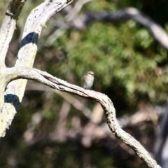 Microeca fascinans (Jacky Winter) at Pambula, NSW - 24 Apr 2018 by RossMannell