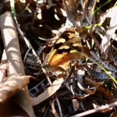 Heteronympha merope (Common Brown Butterfly) at Merimbula, NSW - 24 Apr 2018 by RossMannell