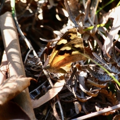 Heteronympha merope (Common Brown Butterfly) at Merimbula, NSW - 24 Apr 2018 by RossMannell