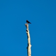 Hirundo neoxena (Welcome Swallow) at Pambula - 24 Apr 2018 by RossMannell