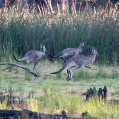 Macropus giganteus (Eastern Grey Kangaroo) at Pambula, NSW - 23 Apr 2018 by RossMannell