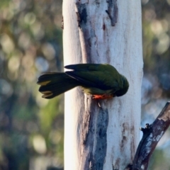 Manorina melanophrys (Bell Miner) at Pambula Beach, NSW - 24 Apr 2018 by RossMannell