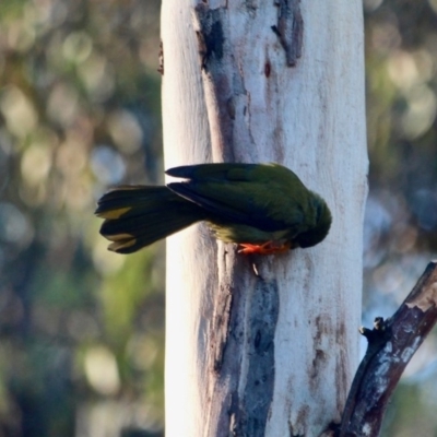 Manorina melanophrys (Bell Miner) at Pambula Beach, NSW - 24 Apr 2018 by RossMannell