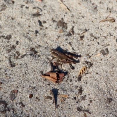 Phaulacridium vittatum (Wingless Grasshopper) at Pambula Beach, NSW - 24 Apr 2018 by RossMannell