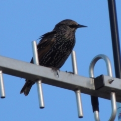 Sturnus vulgaris (Common Starling) at Molonglo Valley, ACT - 28 Mar 2018 by michaelb