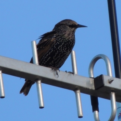 Sturnus vulgaris (Common Starling) at Molonglo River Reserve - 28 Mar 2018 by michaelb