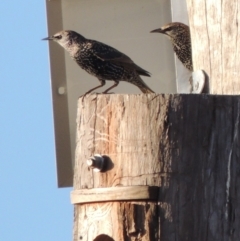 Sturnus vulgaris at Molonglo River Reserve - 28 Mar 2018 07:12 PM