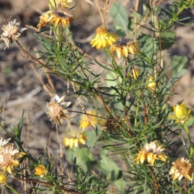 Xerochrysum viscosum (Sticky Everlasting) at Molonglo River Reserve - 28 Mar 2018 by MichaelBedingfield