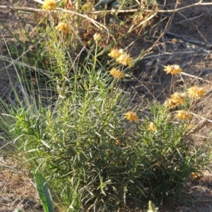 Xerochrysum viscosum at Molonglo River Reserve - 28 Mar 2018 06:52 PM