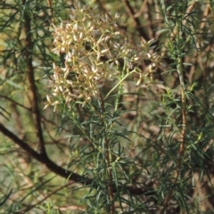 Cassinia quinquefaria (Rosemary Cassinia) at Molonglo Valley, ACT - 28 Mar 2018 by MichaelBedingfield