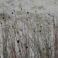 Ficinia nodosa (Knobby Club-rush) at Batemans Marine Park - 6 Jun 2014 by michaelb