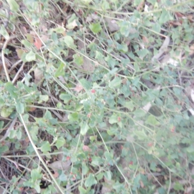 Einadia hastata (Berry Saltbush) at ANU Dickson Precinct - 24 Apr 2018 by MichaelMulvaney