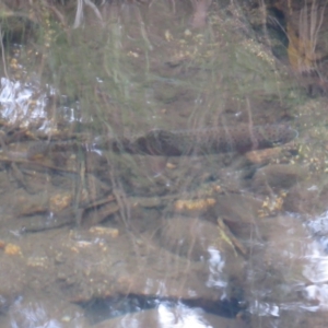 Oncorhynchus mykiss at Kosciuszko National Park, NSW - 22 Apr 2018