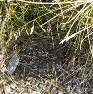 Tasmanicosa sp. (genus) at Charlotte Pass - Kosciuszko NP - 24 Apr 2018