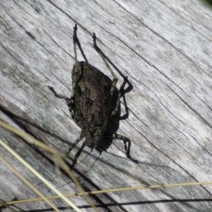 Acripeza reticulata at Kosciuszko National Park, NSW - 23 Apr 2018