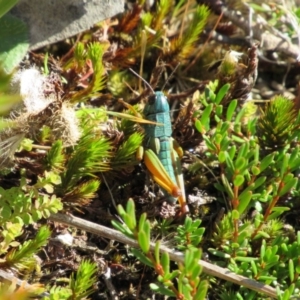 Kosciuscola tristis at Kosciuszko National Park, NSW - 23 Apr 2018 11:17 AM