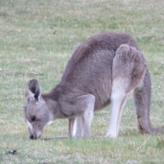 Macropus giganteus at Kosciuszko National Park, NSW - 22 Apr 2018 05:16 PM